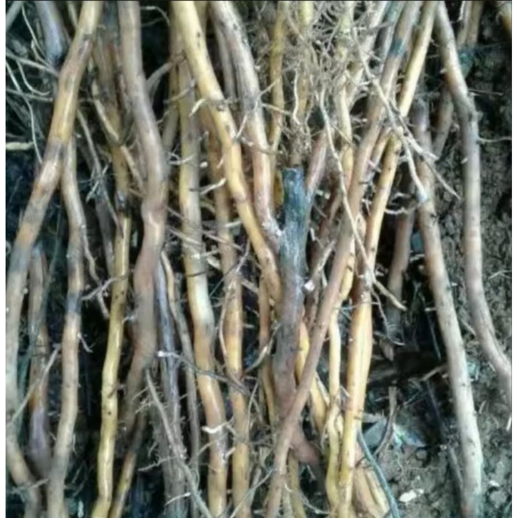 

Ready stok akar pohon aren asli/pohon enau