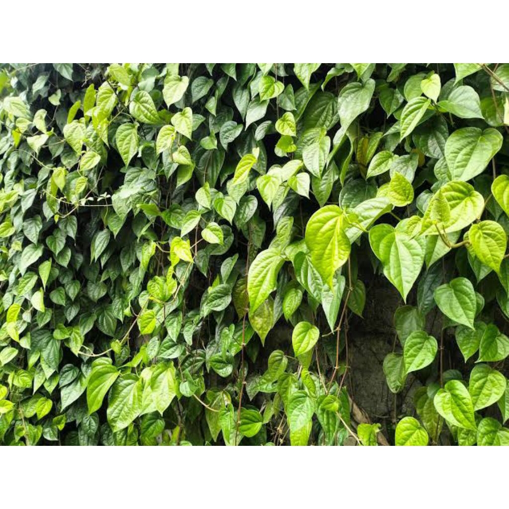 

Daun sirih Rp. 99 (5 lembar) langsung petik dari pohonnya segar