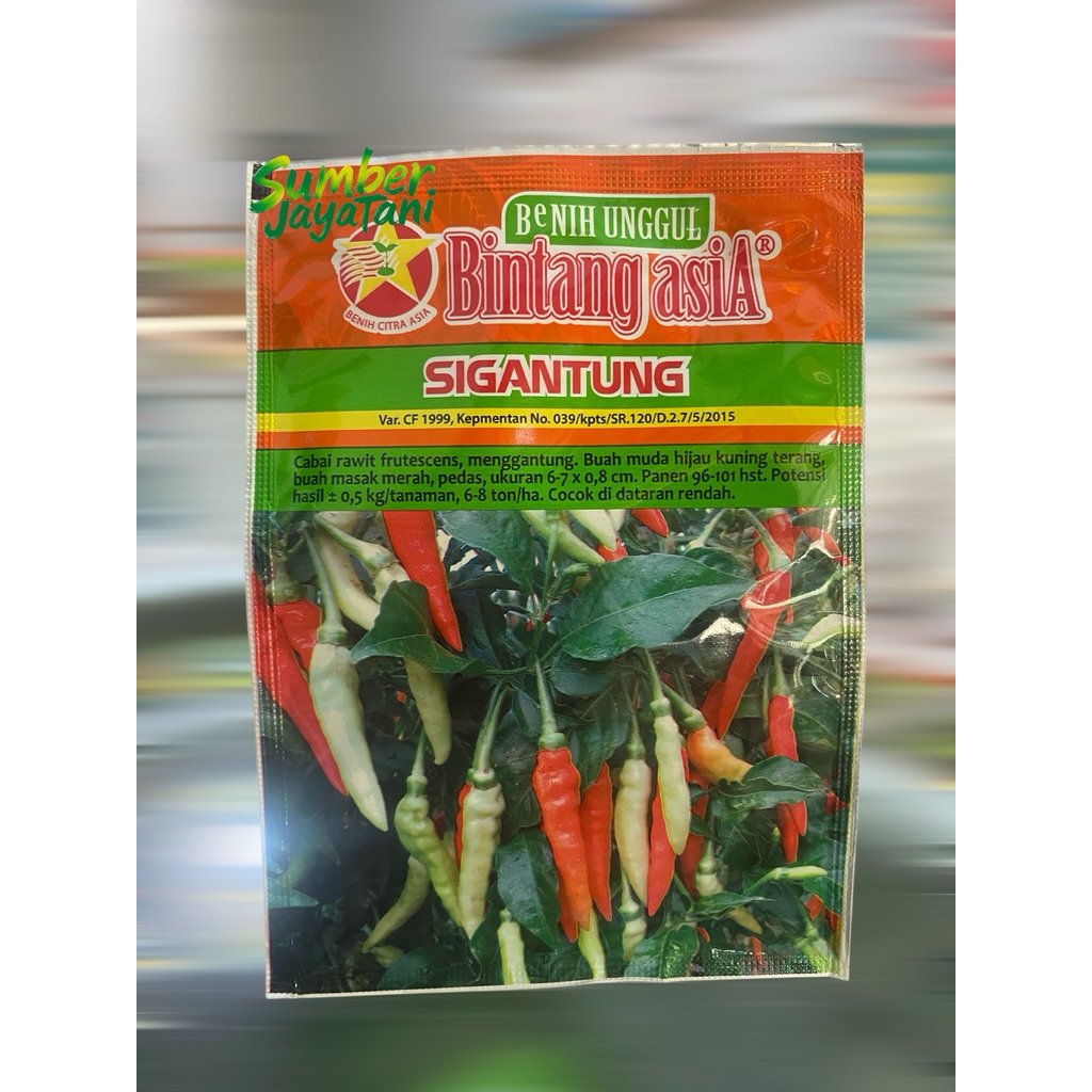 benih cabe rawit setan sigantung bintang asia