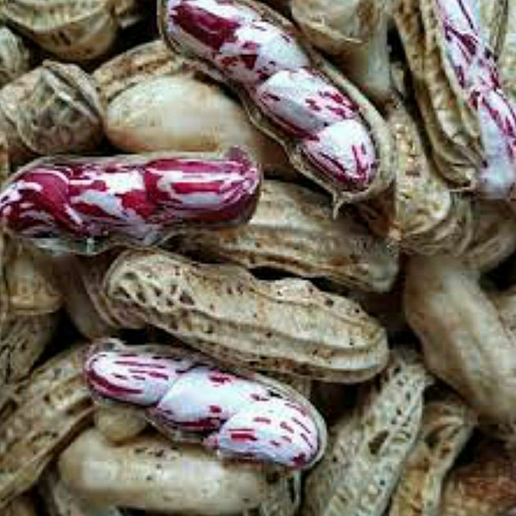 

kacang tanah batik /lurik /madu/belang mentah kulit segar isi 3/4 jumbo 1 kg