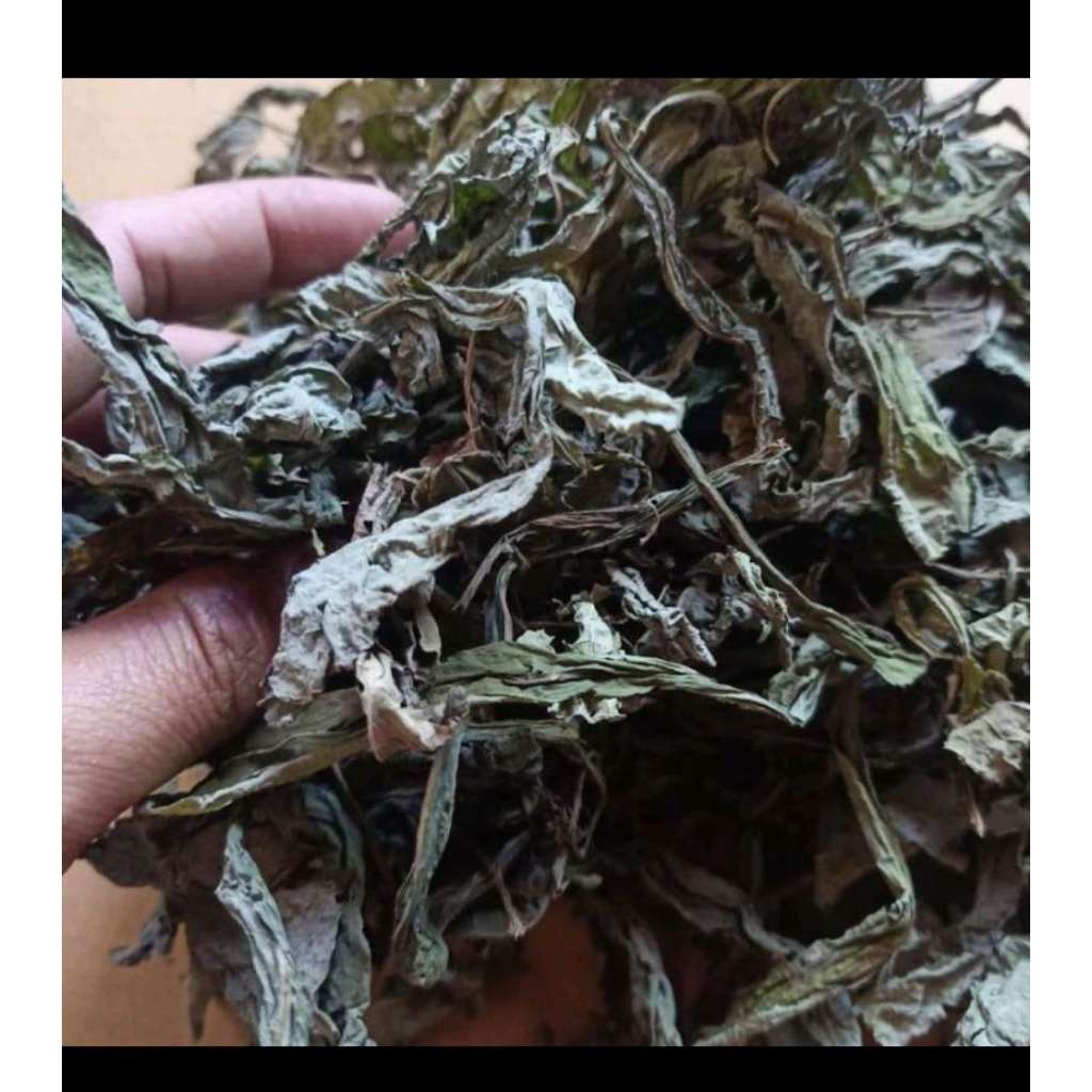 

daun tempuyung kering daun herbal alami 500g dan 1kg