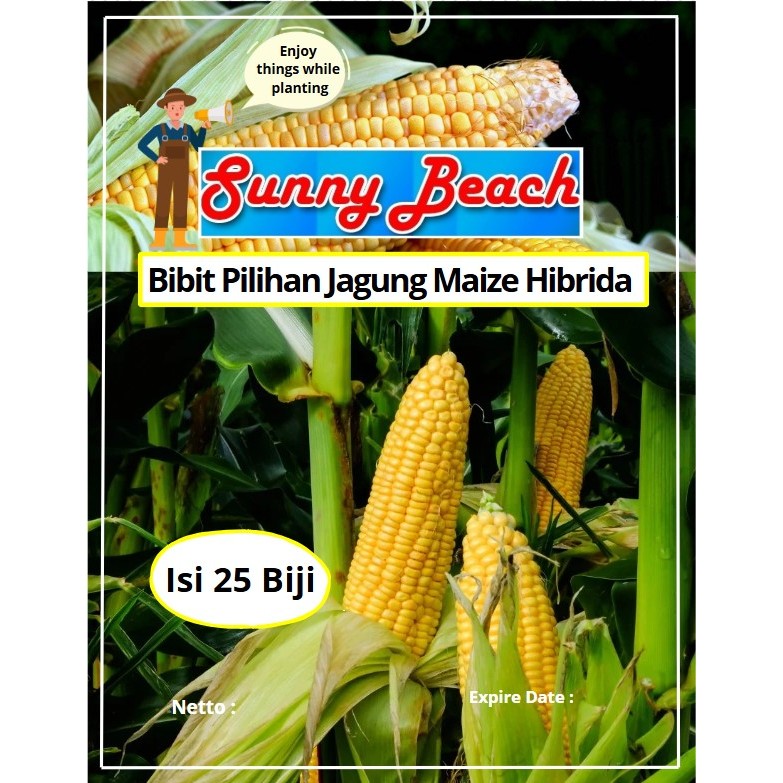 Bibit Pilihan Jagung Maize Hibrida | Biji Benih Jagung Maize Hibrida| Jagung