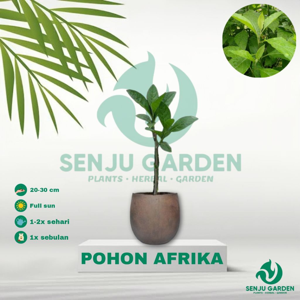 TANAMAN HERBAL POHON AFRIKA/ bibit tanaman herbal pohon afrika