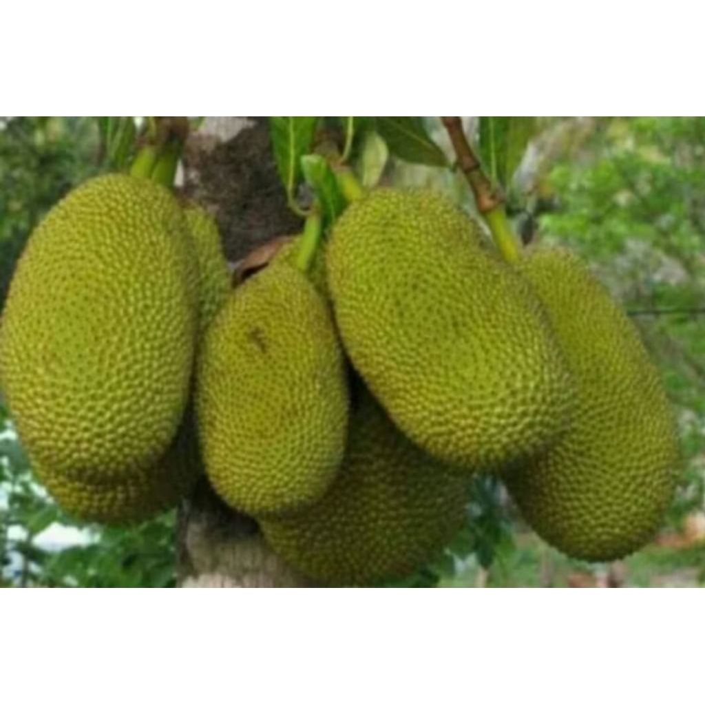 

BUAH NANGKA MUDA SAYUR 1 PCS, SUPER BESAR, FRES BARU PETIK