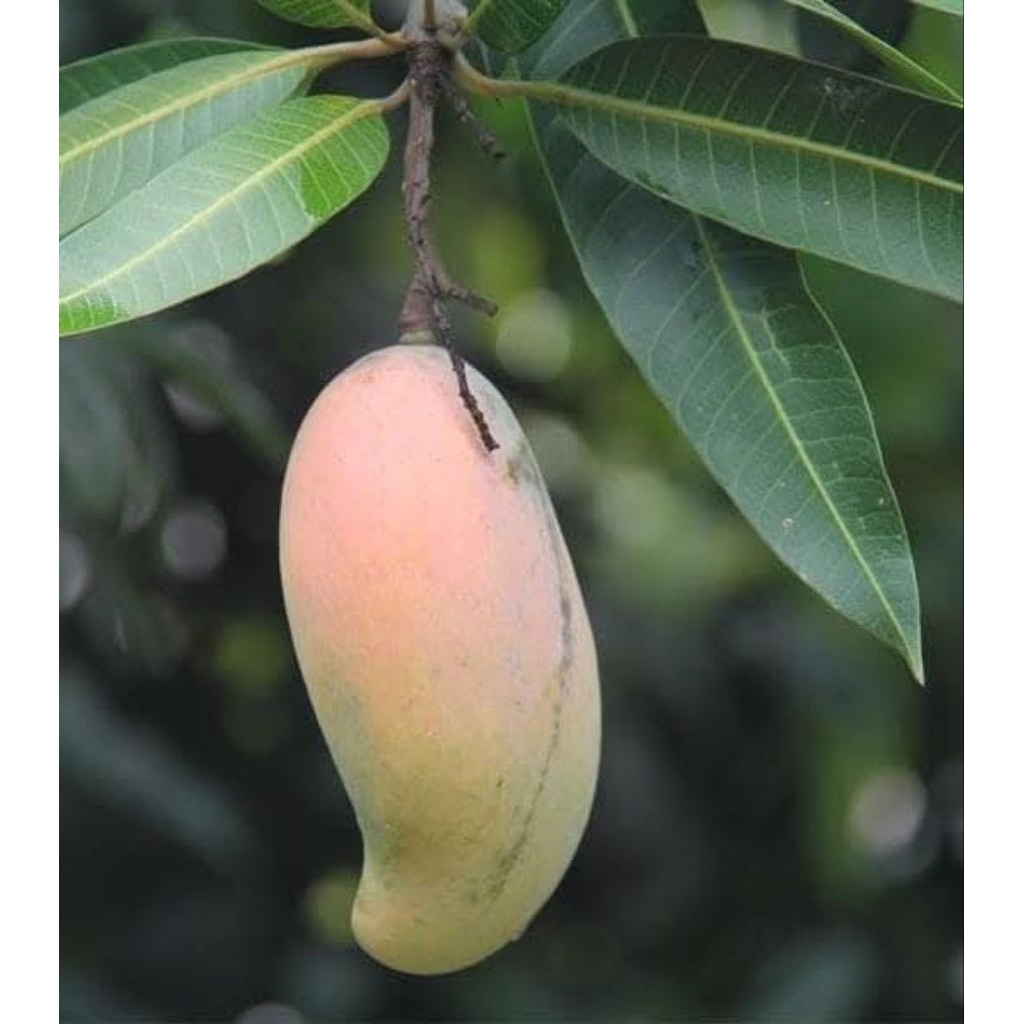 Bibit Mangga Mahachanok | Bibit Mangga Pelangi