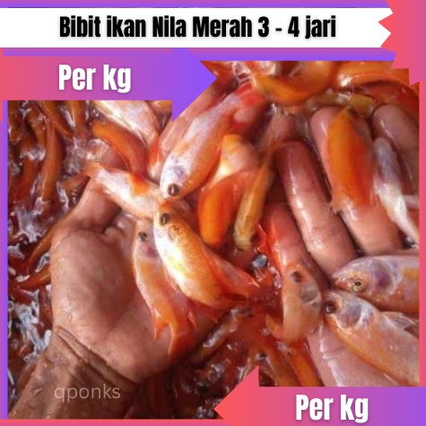 KODE C16X Bibit  benih ikan Nila Merah 3  4 jari Per KG