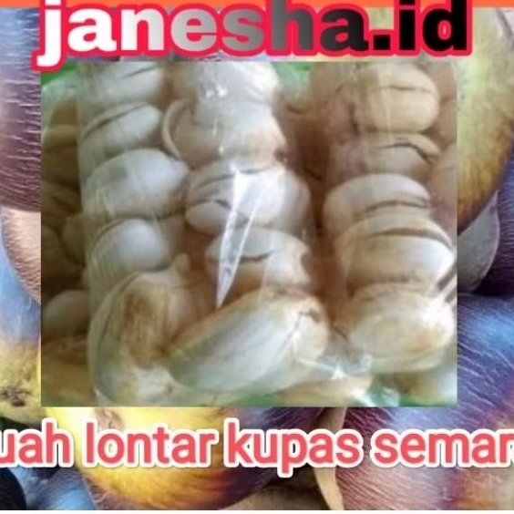 

Buah Lontar / Siwalan utuh