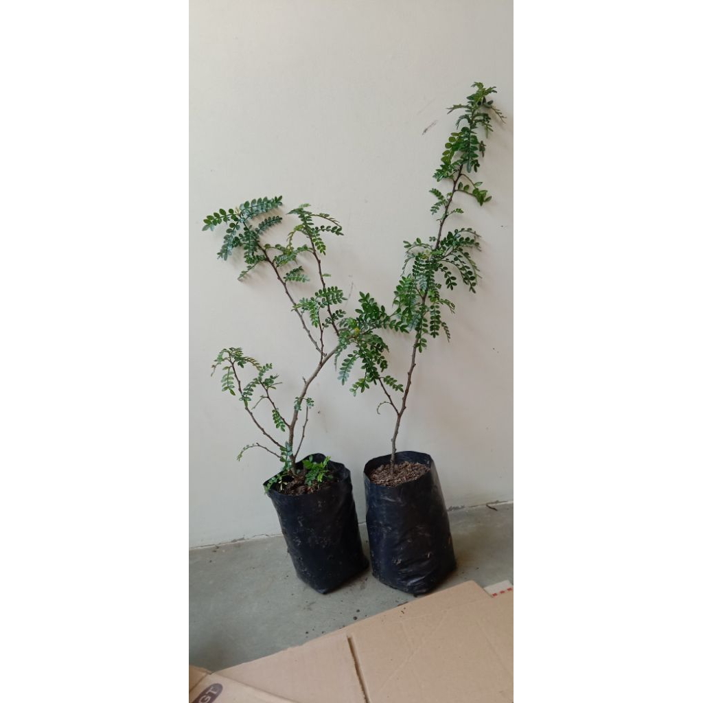 Lada lada/Bahan bonsai lada lada