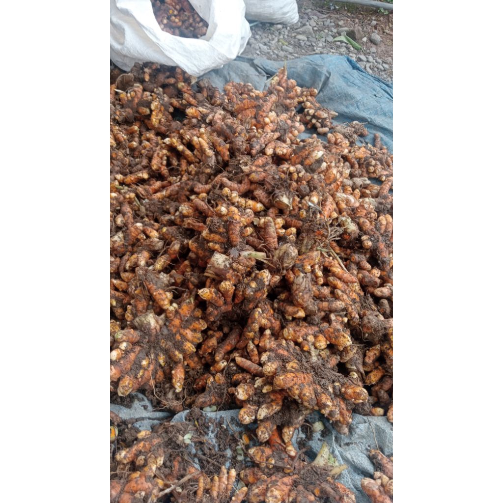

Kunyit Basah 1 kg/Bisa Partai Banyak