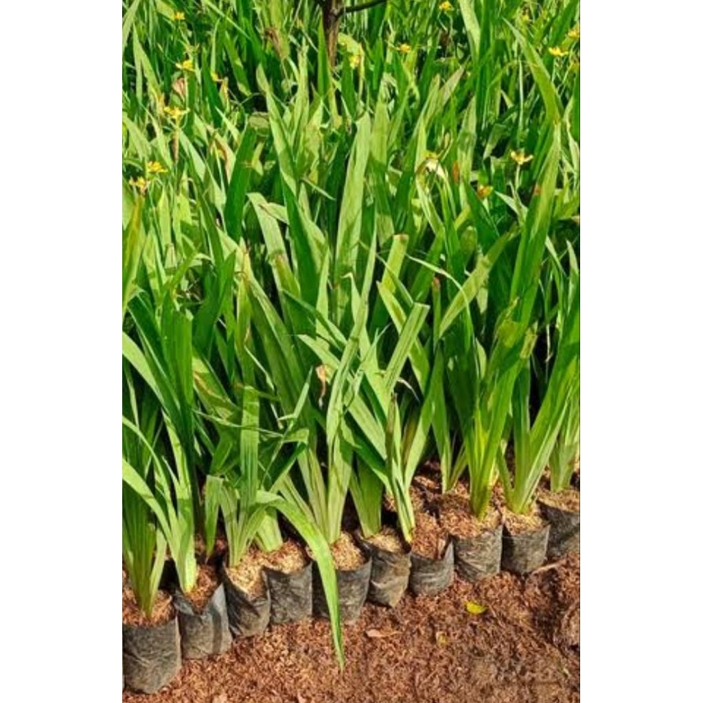 Tanaman airis tanaman iris airis