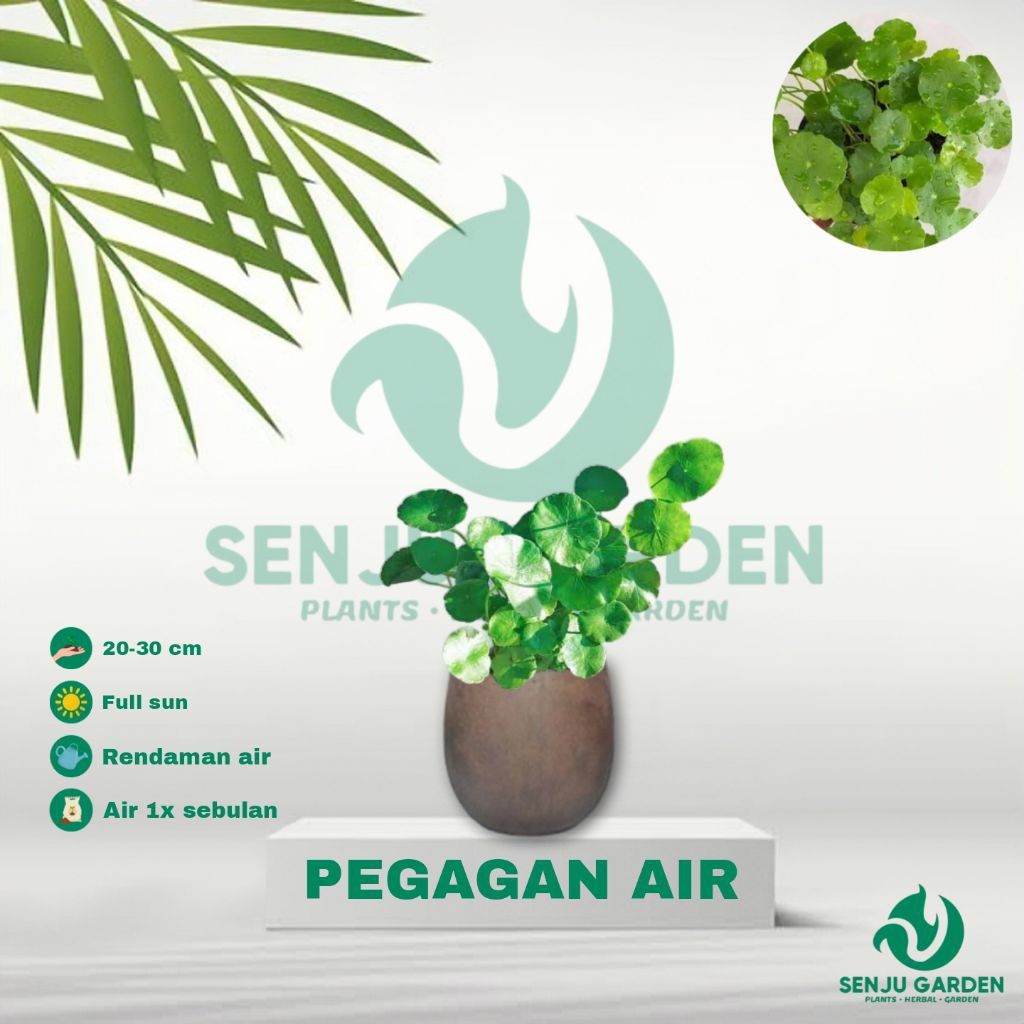 TANAMAN HERBAL PEGAGAN AIR/ bibit tanaman herbal pegagan air