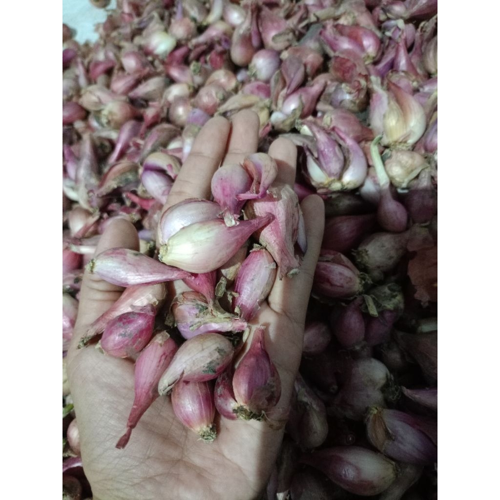 

bawang merah lokal