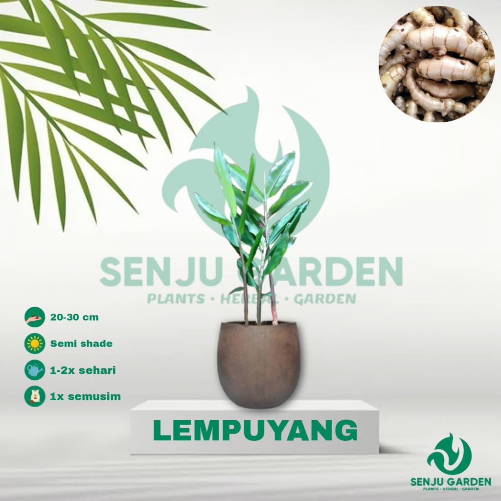 TANAMAN HERBAL LEMPUYANG/ bibit tanaman herbal lempuyang