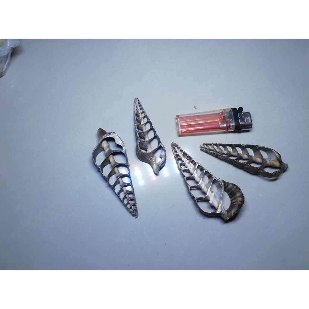

cangkang kerang kupas +-10gr
