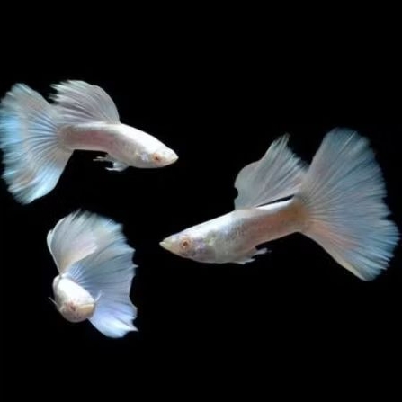 AFP (ALBINO FULL PLATINUM ).