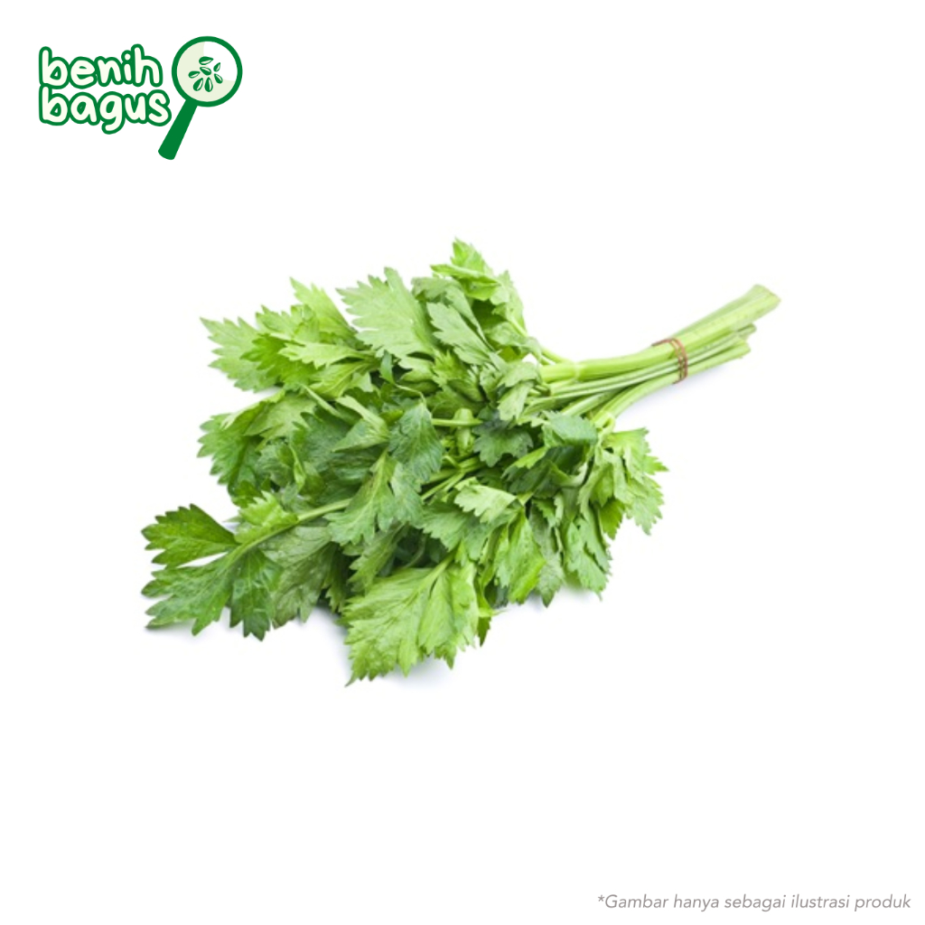 300 Biji - Benih Seledri SUMMER GREEN sangat cocok untuk dataran rendah,