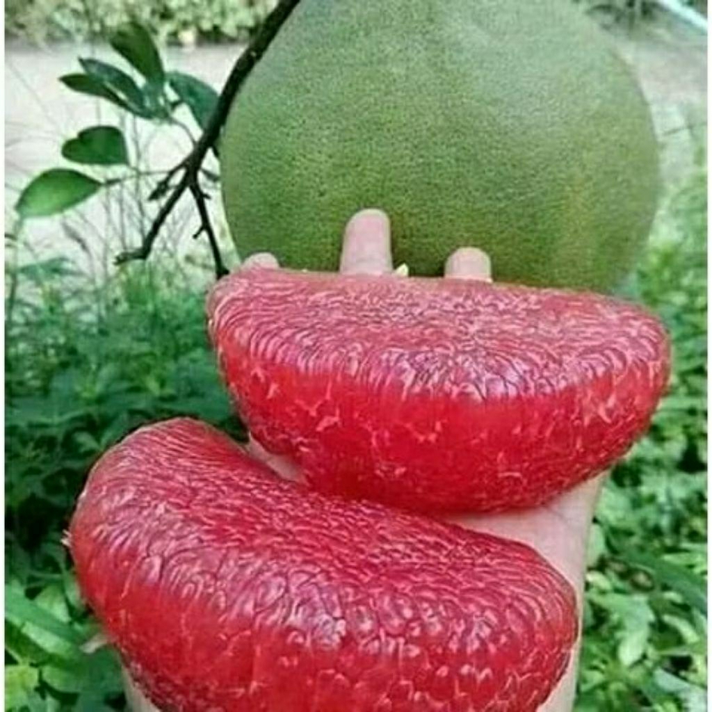 Bibit Jeruk Bali Super Jumbo