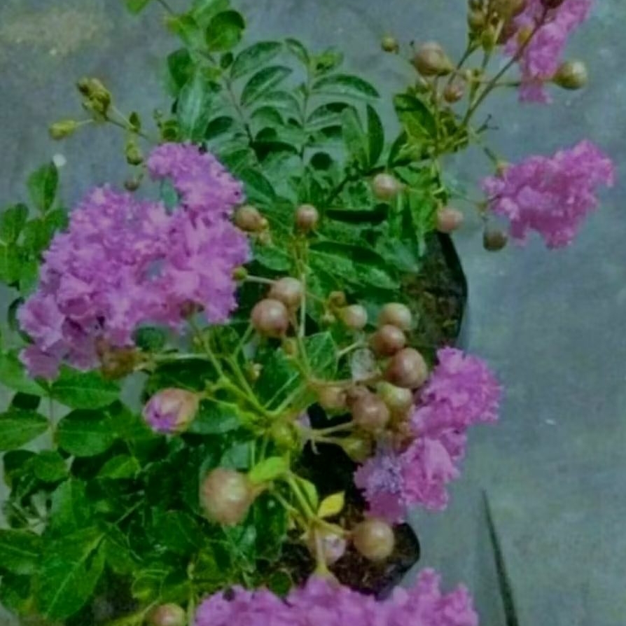 BIBIT BUNGA SAKURA  MIKRO