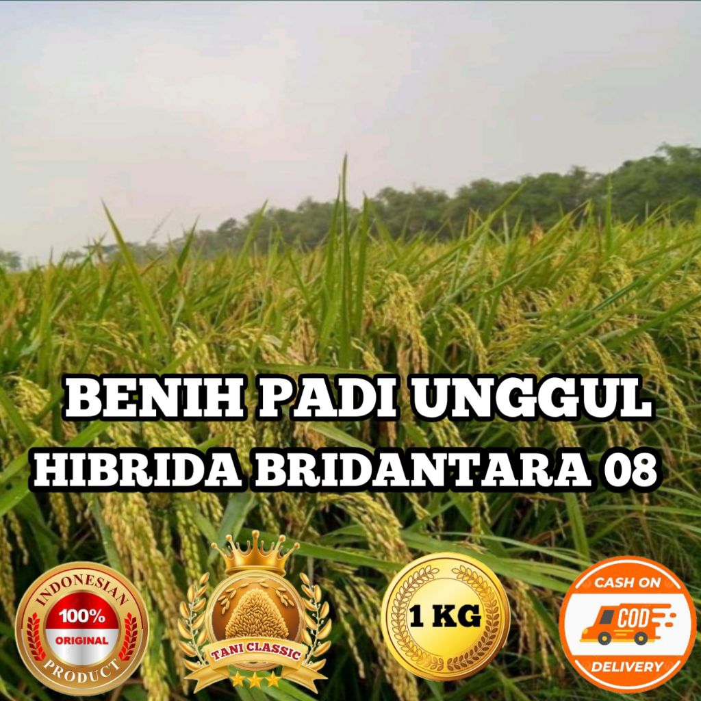 BENIH PADI UNGGUL HIBRIDA BRIDANTARA 08 BERKUALITAS KEMASAN 1KG