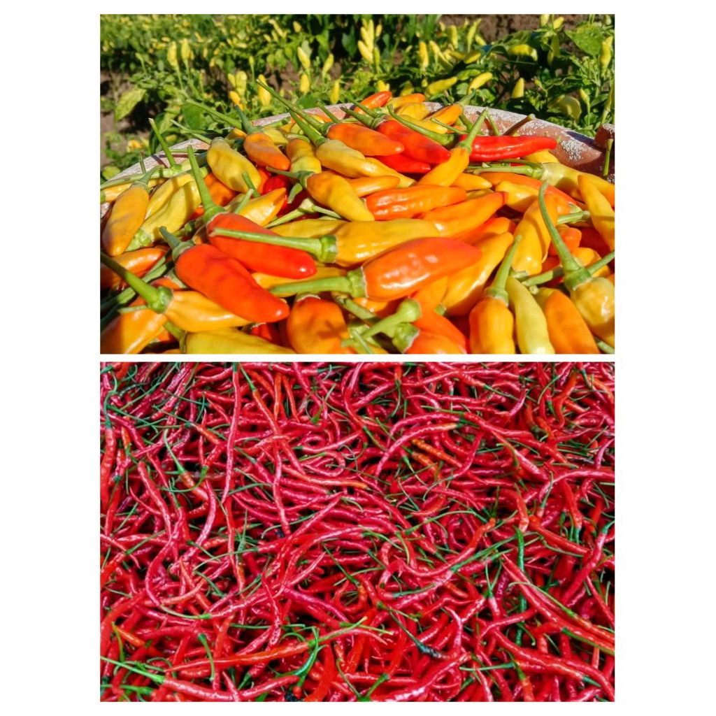 

Cabai Rawit Merah Campur/Mix Cabai Merah Keriting Fresh 1Kg
