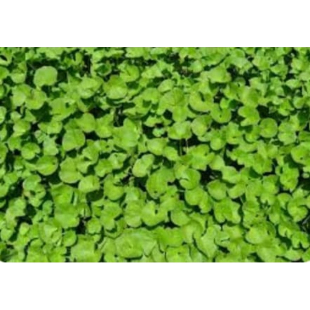 

centella asiatica pegagan bubuk herbal tea