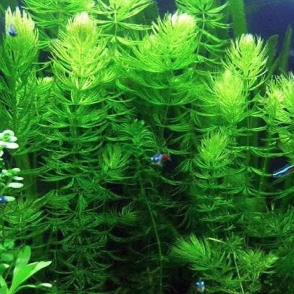 tanaman air ganggang hydrilla hornwort ekor tupai tanaman aquascape tanaman aquarium