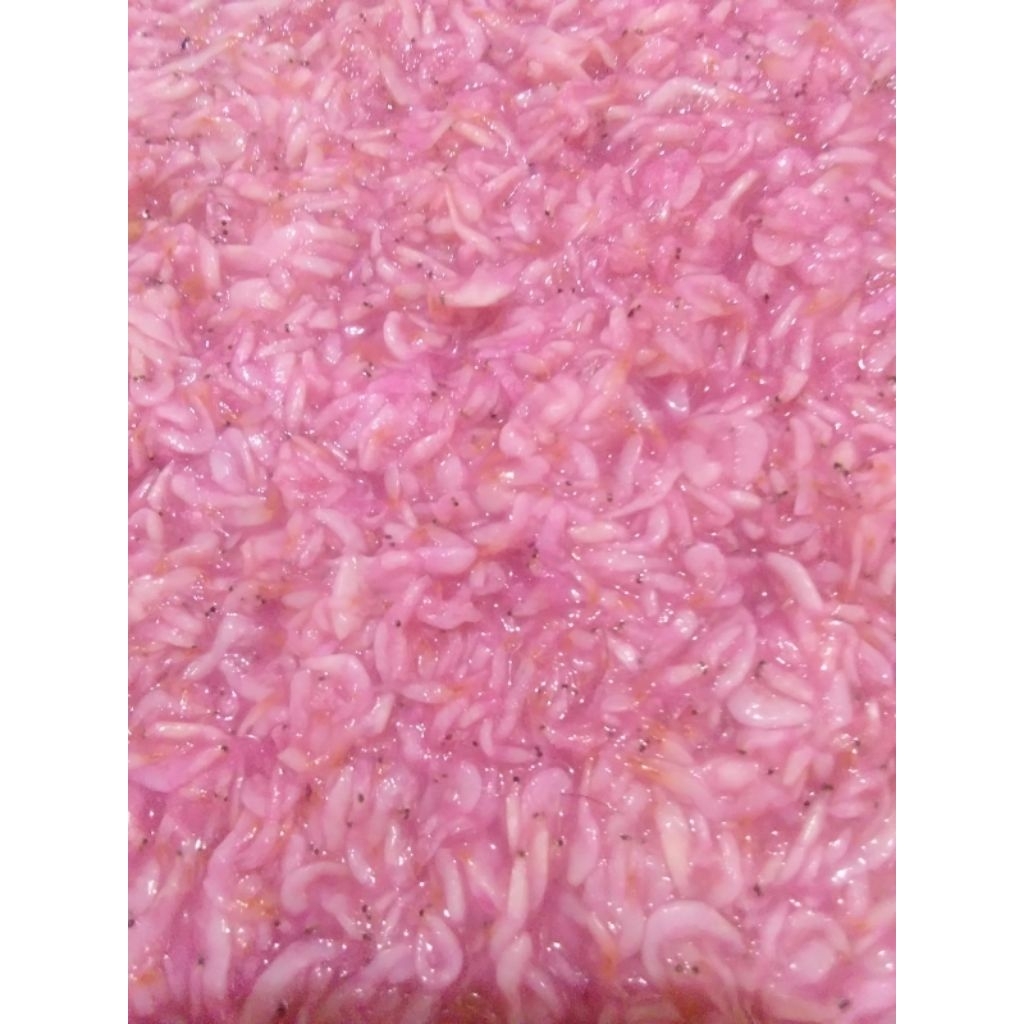 

Ronto/Hakoi/Hekoi/Cincalok/Fermentasi Udang Baring Batu malang 1kg