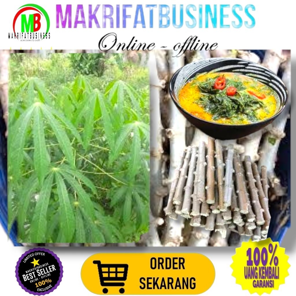 

MAKRIFATBUSINESS Paket 30 Pcs 20 cm BATANG SINGKONG SAYUR Untuk Konsumsi Aneka Masakan Juga Bisa Sumber Protein 2k Ternak Ayam Ikan Gurami dll