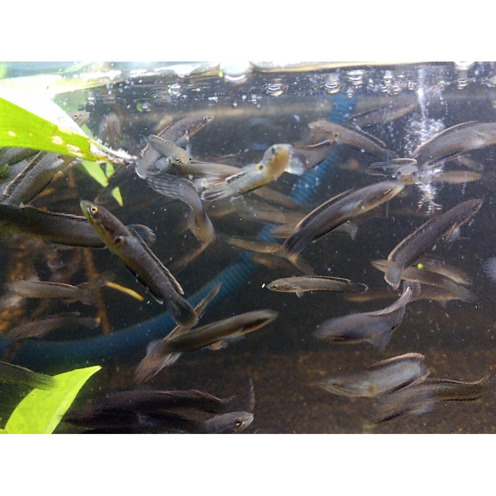 Channa Limbata CB rim Tebal ori lereng Lawu size 4-6 cm