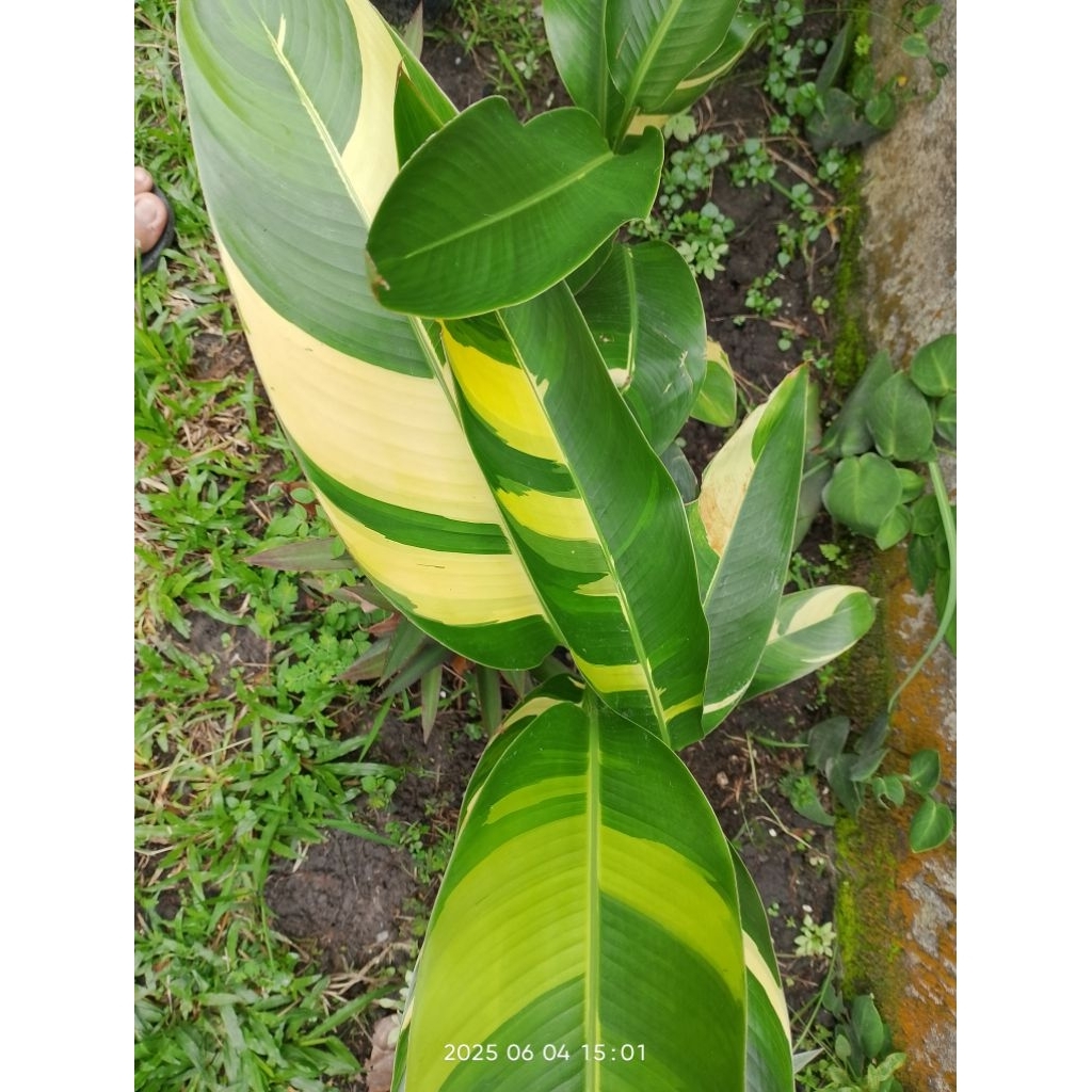 Heliconia/Pisang-Pisang Varigata bunga Kuning