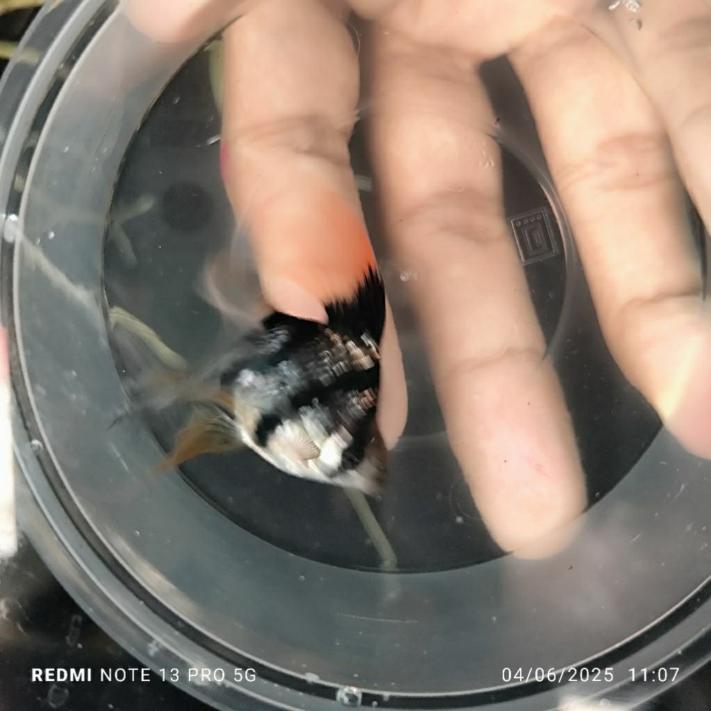 aquascape Tiger Sumatra/balon/slayer/Aquascape