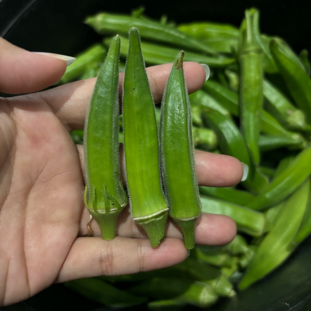 

Sayur Okra Hijau Segar Murah 500 gram