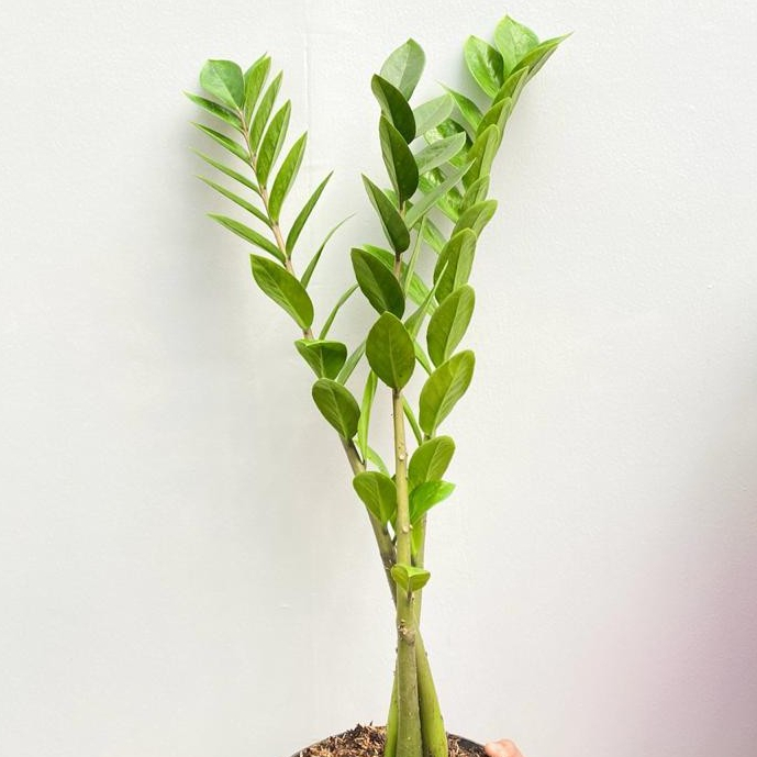 Nanem Taneman Zz Plant