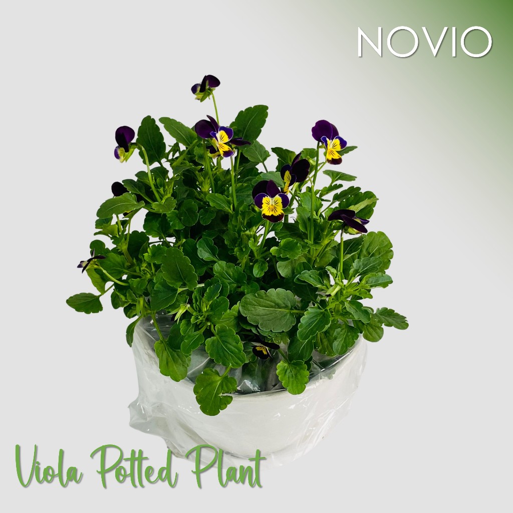 Tanaman viola / bunga viola / tanaman viola fresh / viola