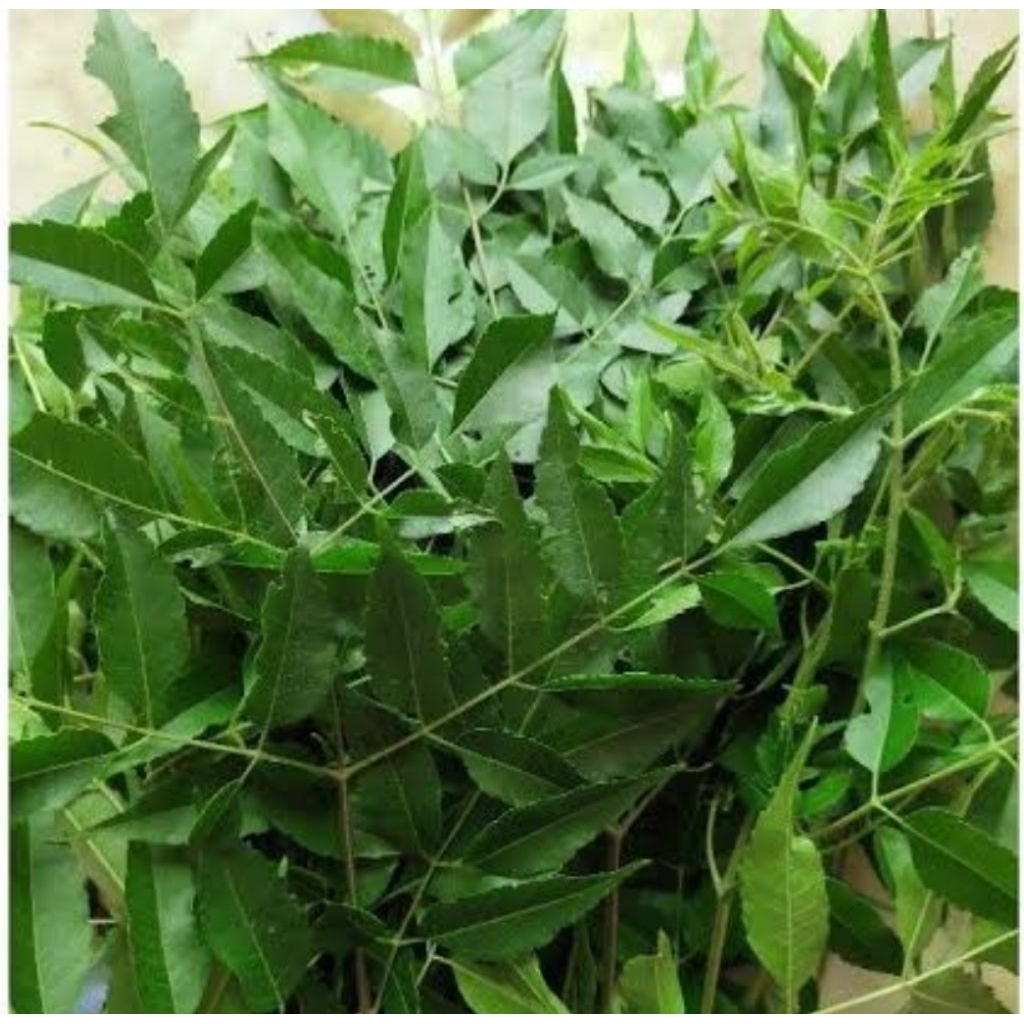 

Daun Mindi segar organik petik langsung 250 gram