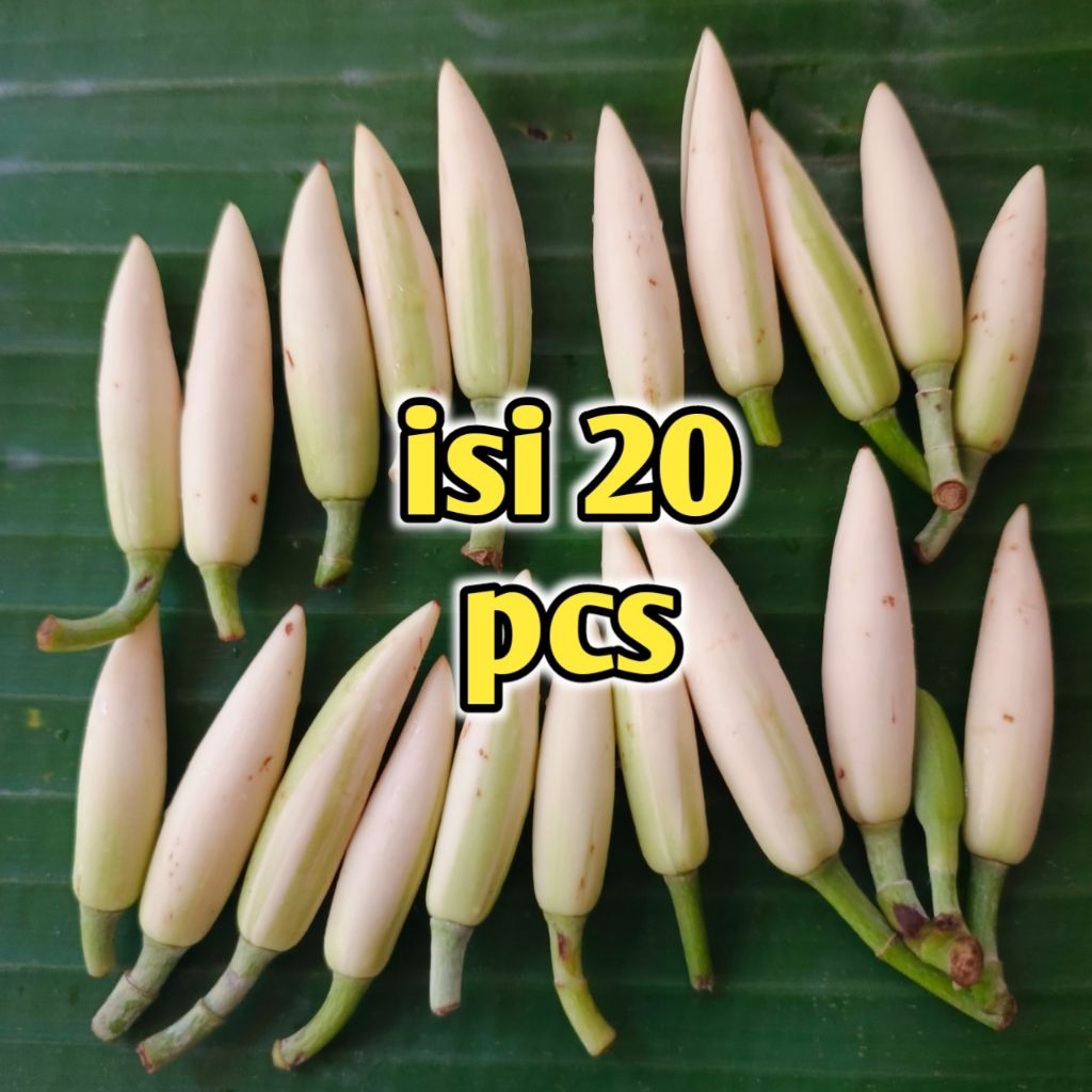 kembang gading/kembang kantil (20pcs)