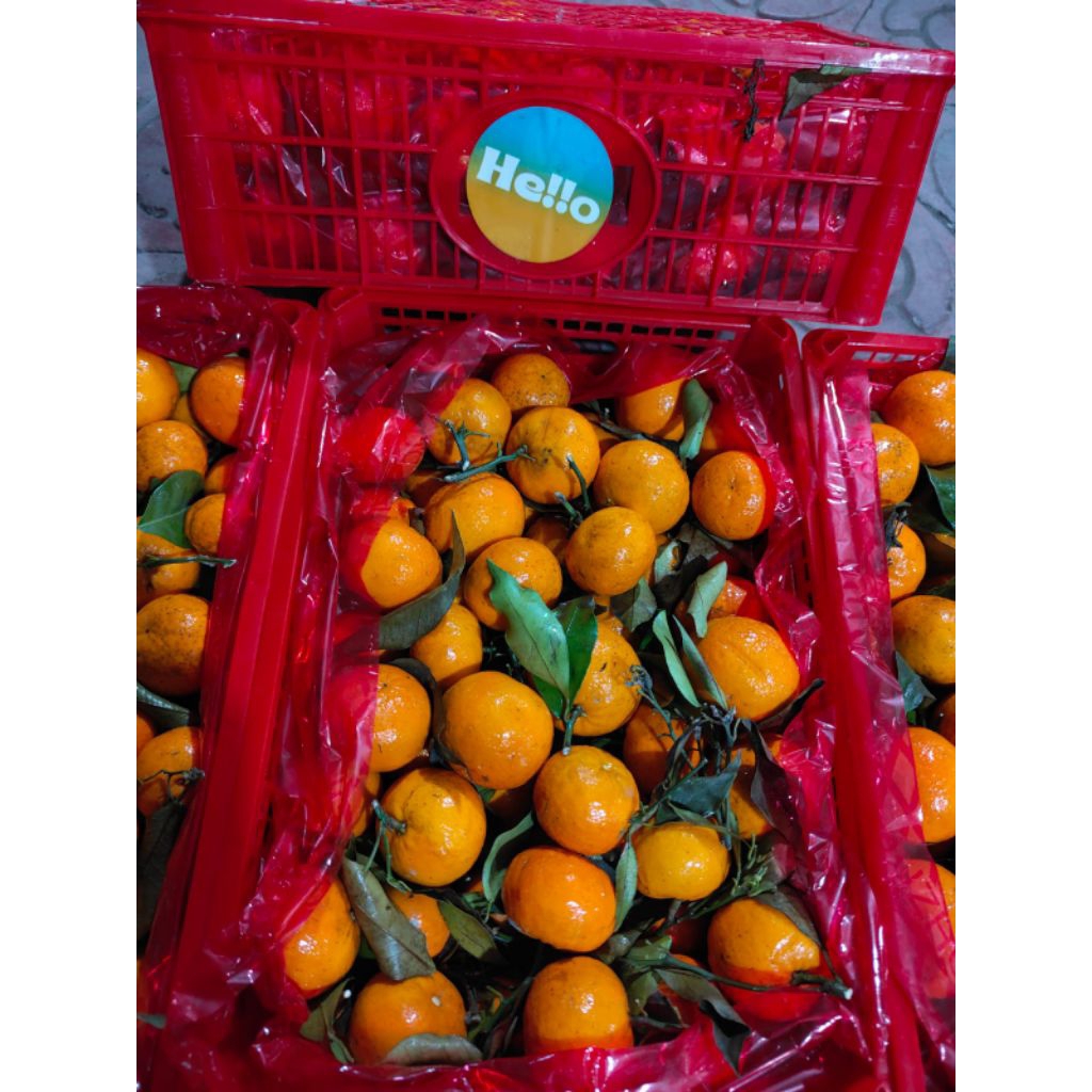 

Jeruk santang 1kg