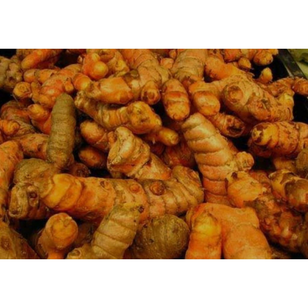 

kunyit kuning/koneng fresh 100% bumbu masak