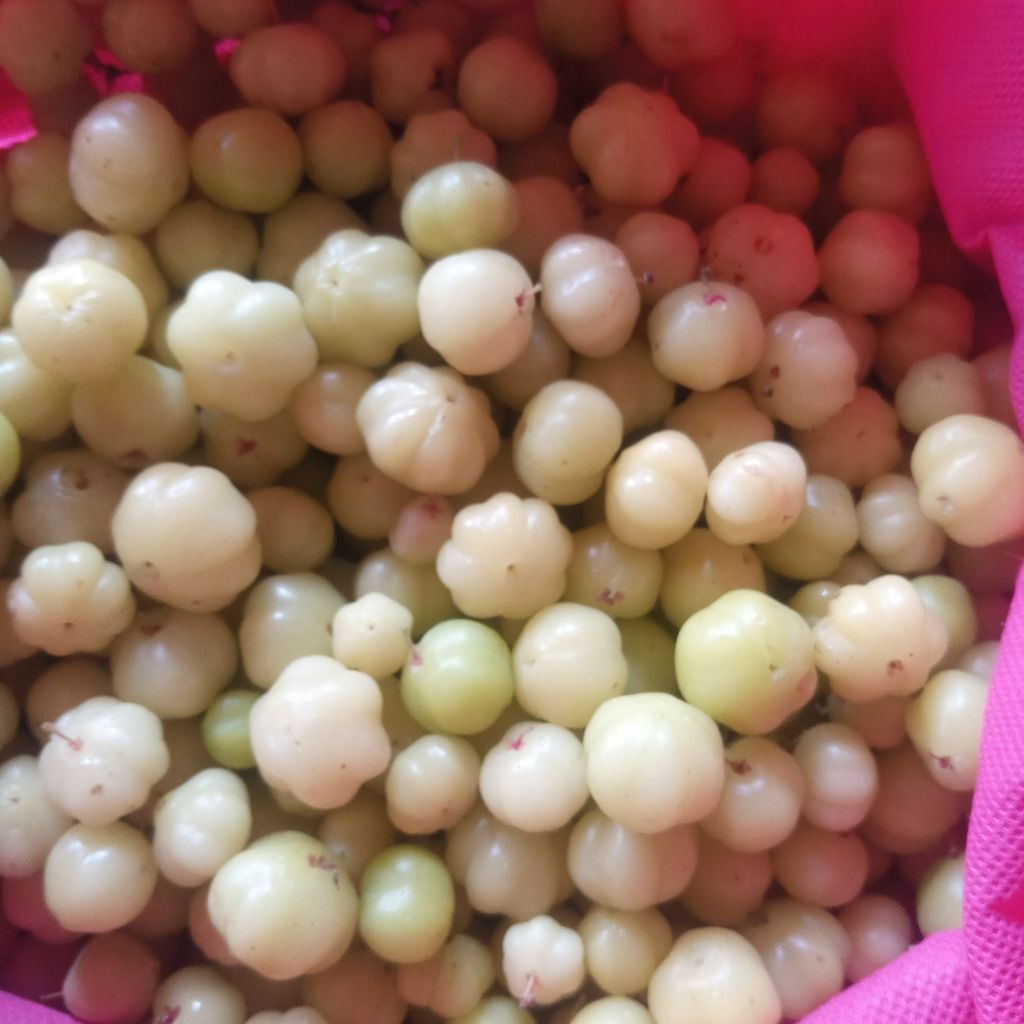 

Buah cermai segar 250 gram