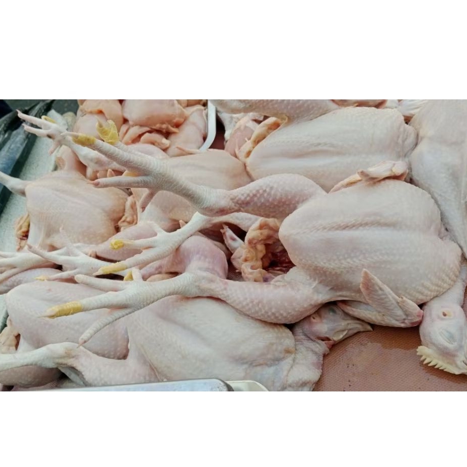 

ayam negri fresh
