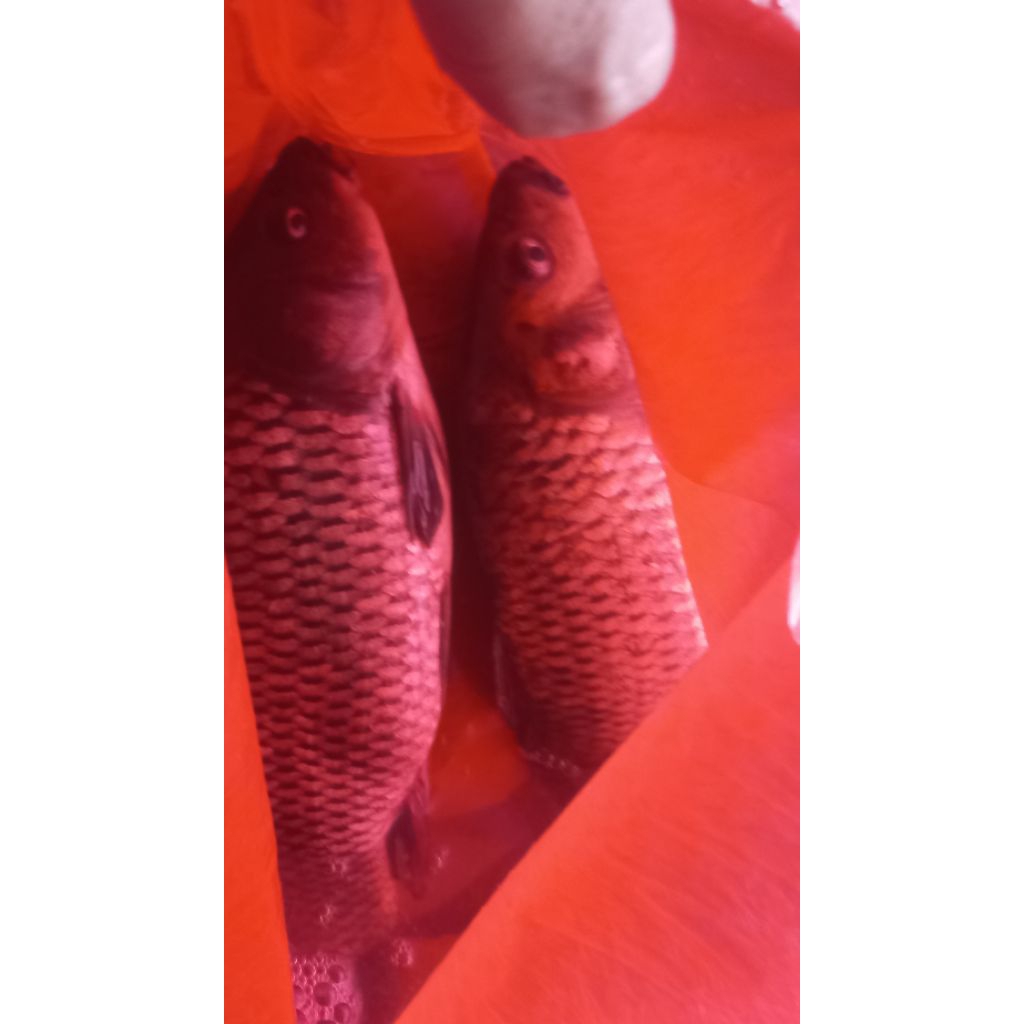 

Ikan Mas Segar