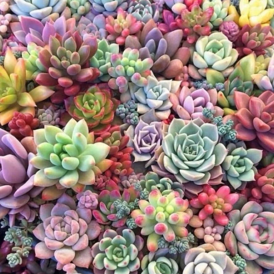 kaktus sukulen mini  bebas pilih jenis /TERMURAH & Berakar