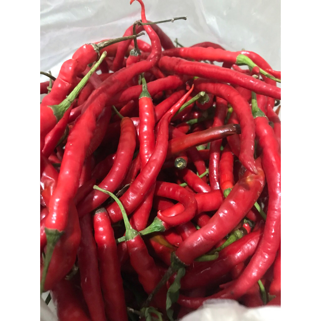 

Cabe merah keriting