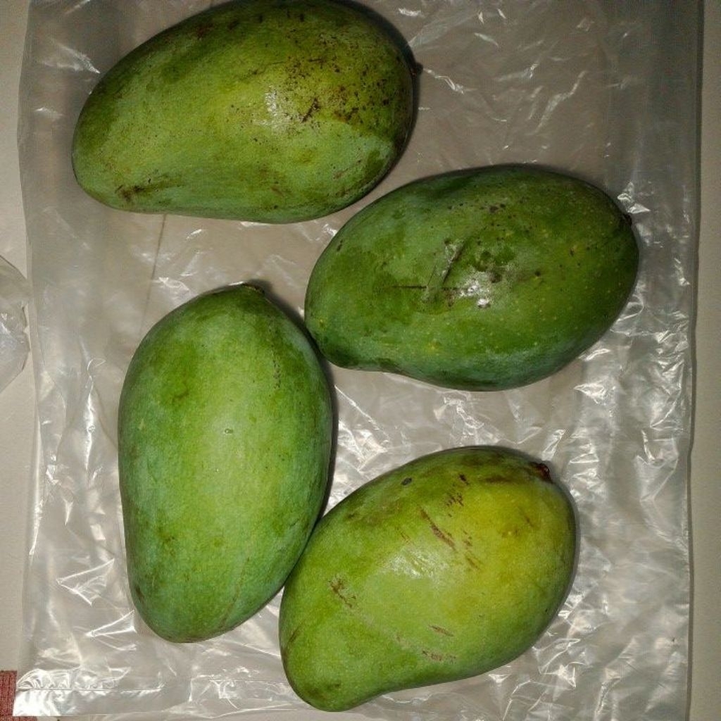 

Mangga gadung 1kg