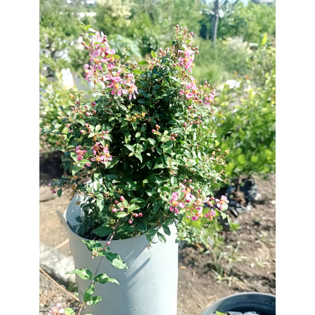 bonsai sakura mikro(bahan)