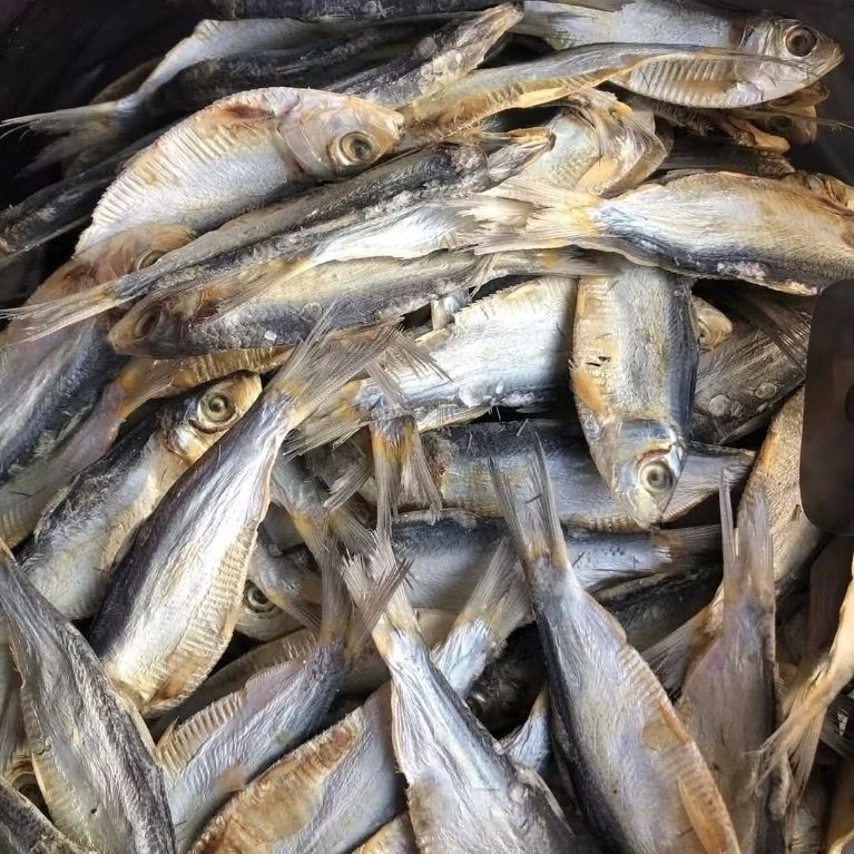 

Ikan Asin Tembang Kering Asli – Rasa Gurih, Siap Goreng | 250gr 500gr 1000gr | Tanpa Pengawet | Packing Aman & Rapi