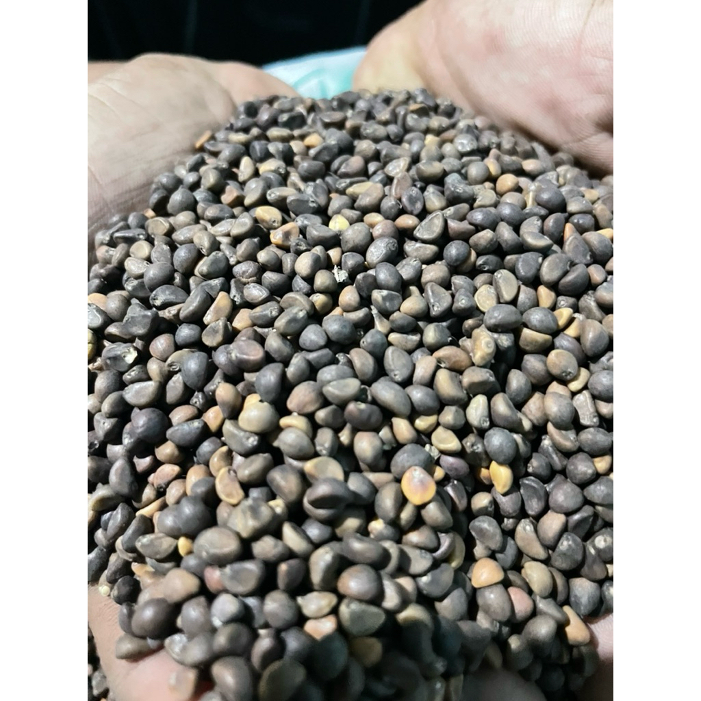 BENIH KANGKUNG DAUN SEDANG/BIBIT KANGKUNG DAUN SEDANG kiloan 1kg