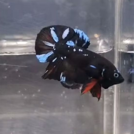 KOLESI JANTAN AVATAR GORDON SUDAH MECAH BUKAN BESGEL