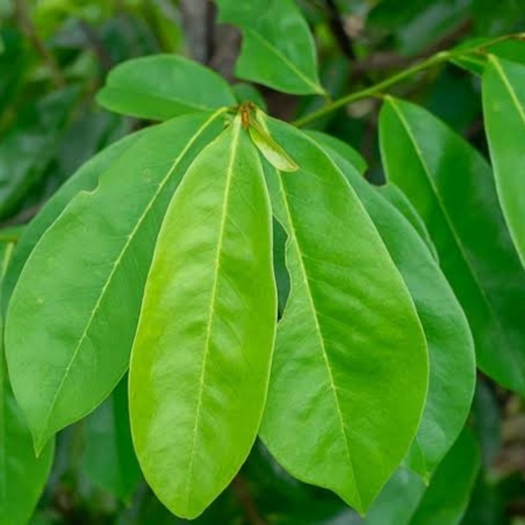 

Daun Sirsak Herbal Alami Fresh (Harga per lembar daun)