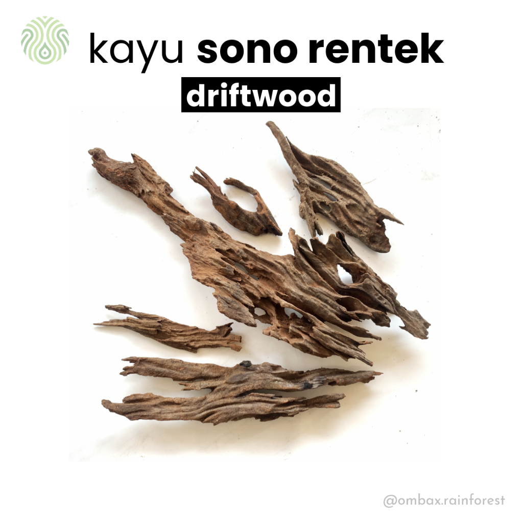 Kayu sono rentek / Driftwood - Aquascape, Vivarium, & Paludarium